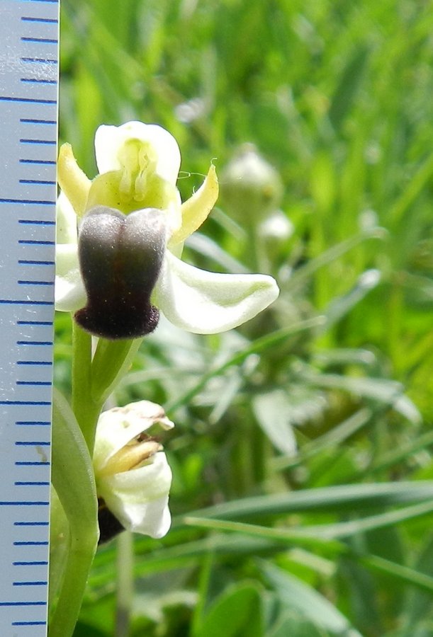 <i>Ophrys pallida</i> Raf.