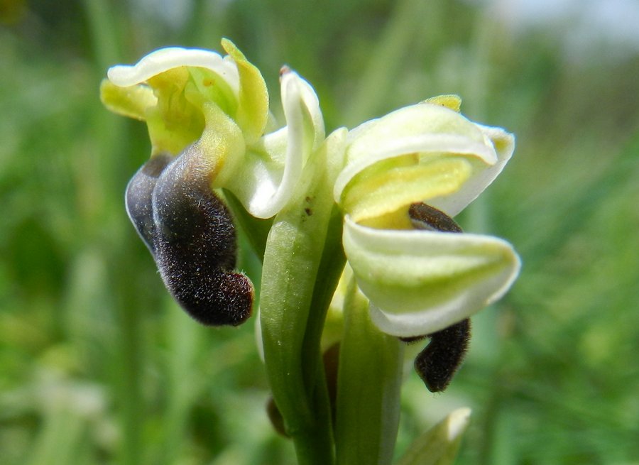 <i>Ophrys pallida</i> Raf.