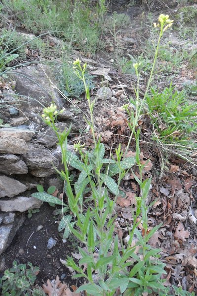 <i>Camelina sativa</i> (L.) Crantz subsp. <i>microcarpa</i> (Andrz. ex DC.) Bonnier