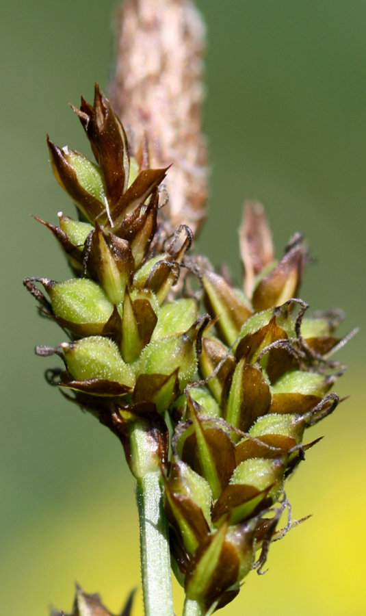 <i>Carex caryophyllea</i> Latourr.