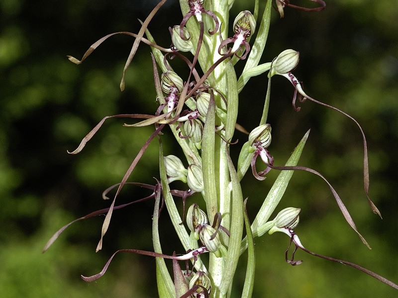 Himantoglossum-adriaticum-H.jpg