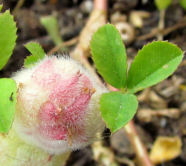 <i>Trifolium tomentosum</i> L.
