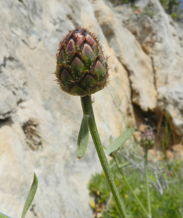 <i>Centaurea todaroi</i> Lacaita