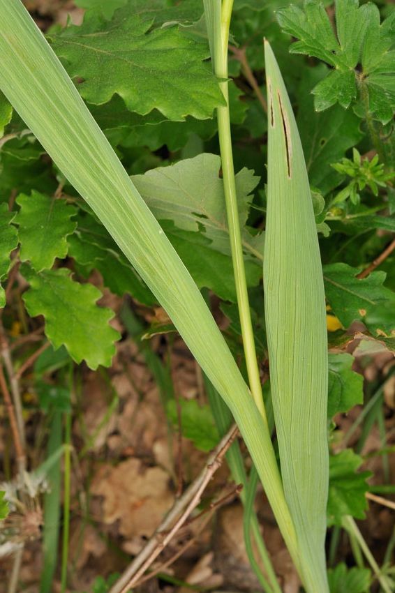 <i>Gladiolus italicus</i> Mill.