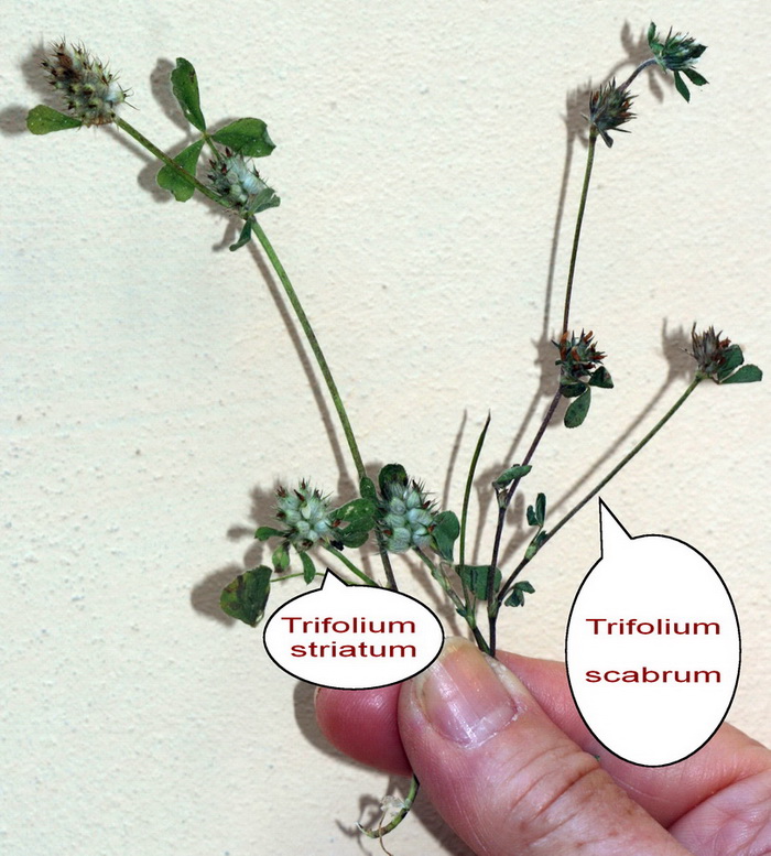 <i>Trifolium striatum</i> L. subsp. <i>striatum</i>