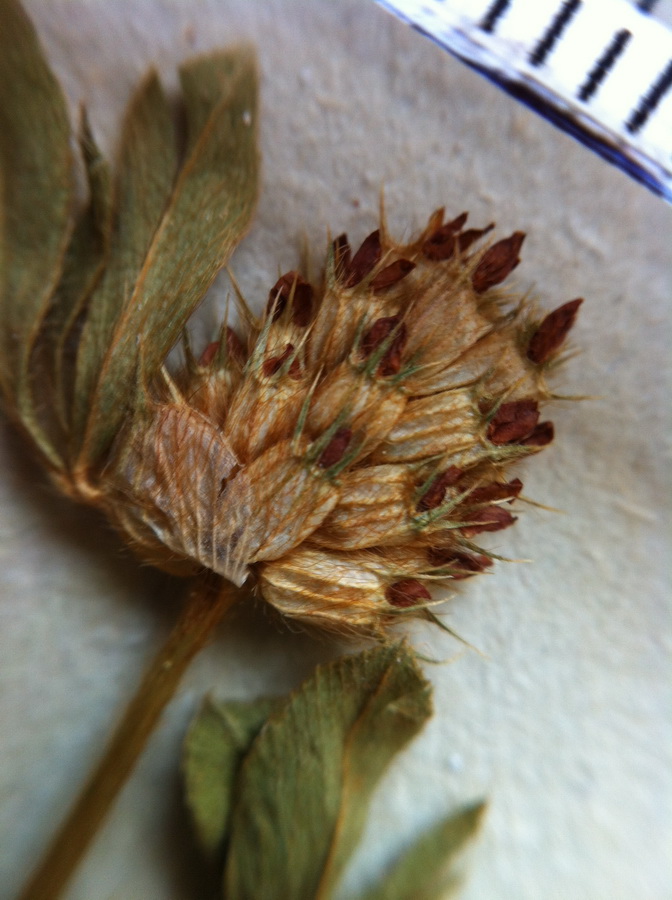 <i>Trifolium striatum</i> L. subsp. <i>striatum</i>