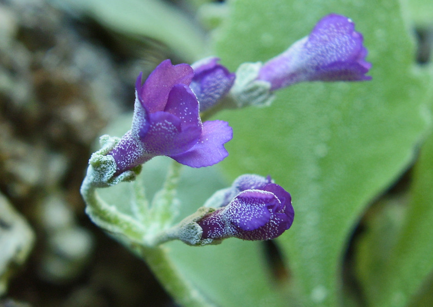<i>Primula albenensis</i> Banfi & Ferl.