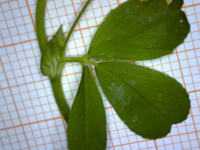 <i>Trifolium dubium</i> Sibth.