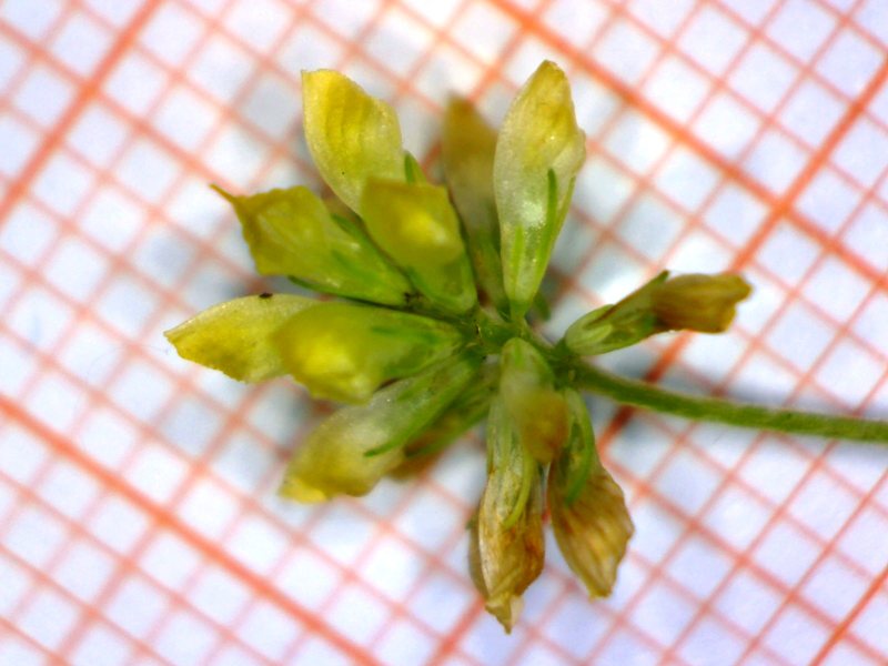 <i>Trifolium dubium</i> Sibth.