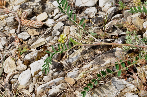 Astragalus 2.jpg