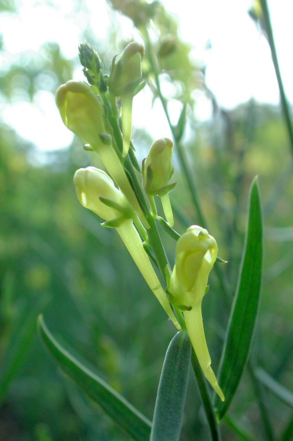 <i>Linaria angustissima</i> (Loisel.) Borbás