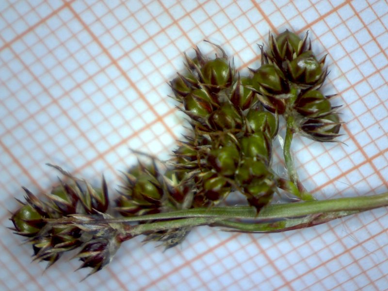 <i>Luzula multiflora</i> (Ehrh.) Lej. subsp. <i>multiflora</i>