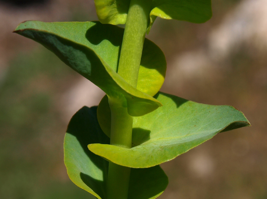 <i>Euphorbia barrelieri</i> Savi