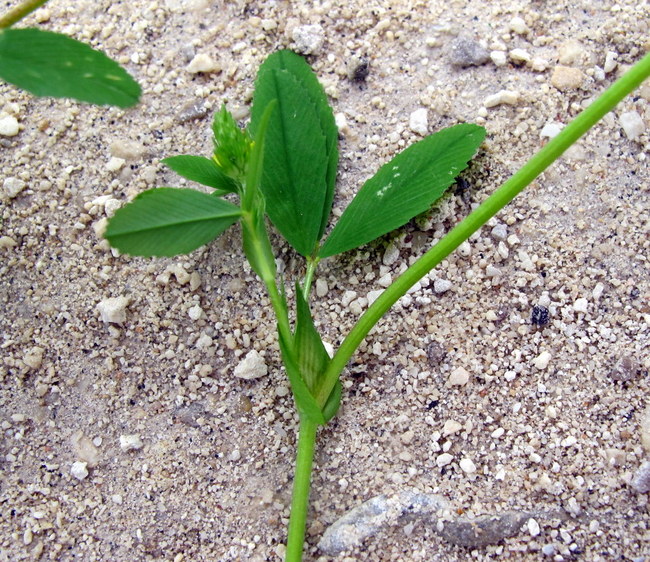 <i>Trifolium patens</i> Schreb.