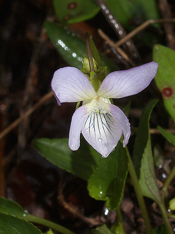 <i>Viola laricicola</i> Marcussen