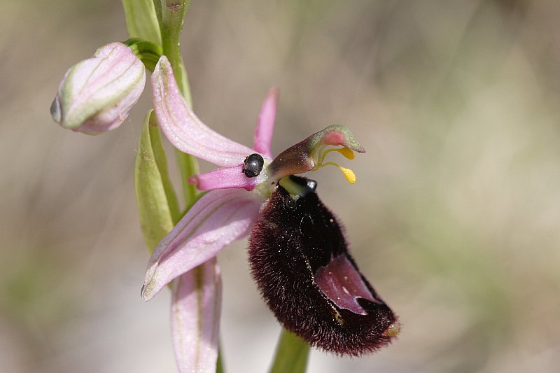 Ophrys_bertolonii_2.jpg