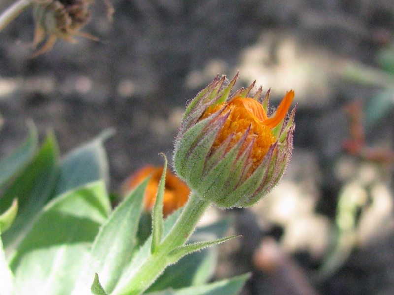 <i>Calendula officinalis</i> L.