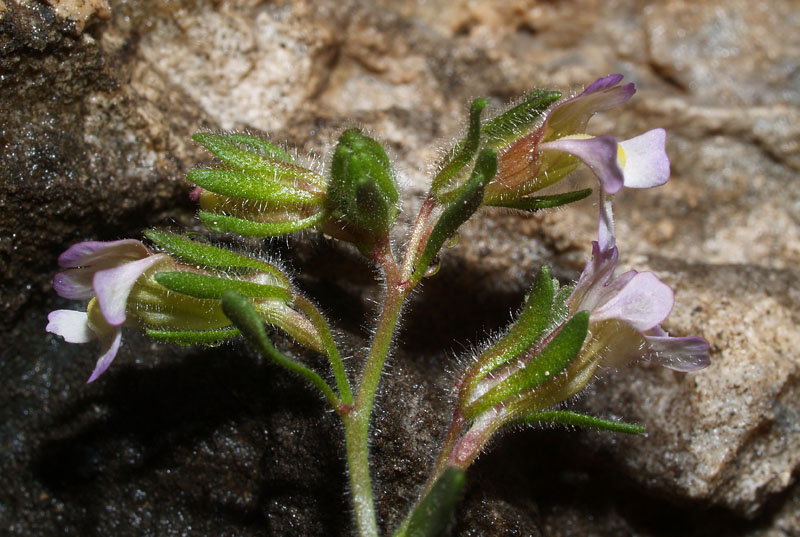 <i>Chaenorhinum origanifolium</i> (L.) Kostel. subsp. <i>origanifolium</i>