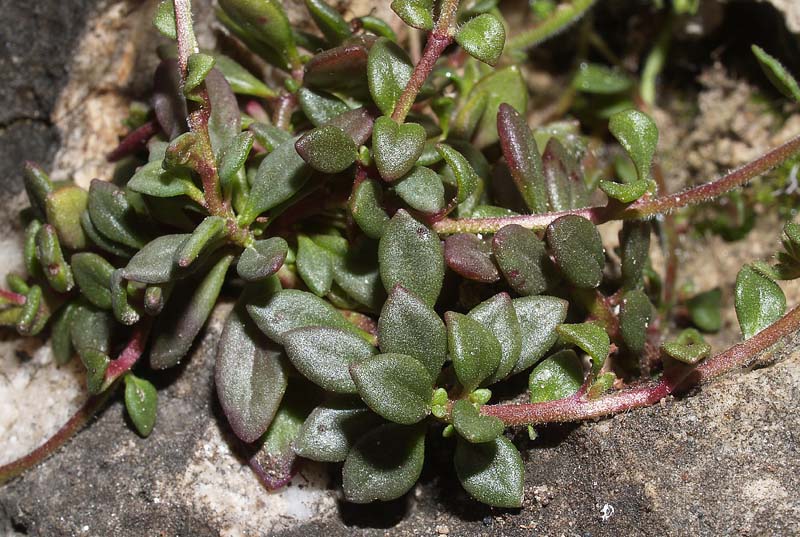 <i>Chaenorhinum origanifolium</i> (L.) Kostel. subsp. <i>origanifolium</i>