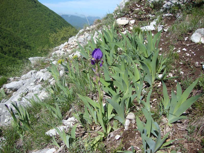 <i>Iris marsica</i> I.Ricci & Colas.