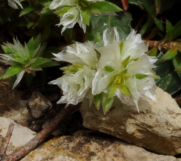 <i>Paronychia capitata</i> (L.) Lam. subsp. <i>capitata</i>