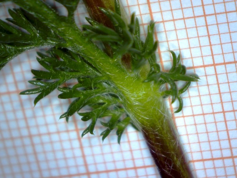 <i>Anacyclus radiatus</i> Loisel. subsp. <i>radiatus</i>