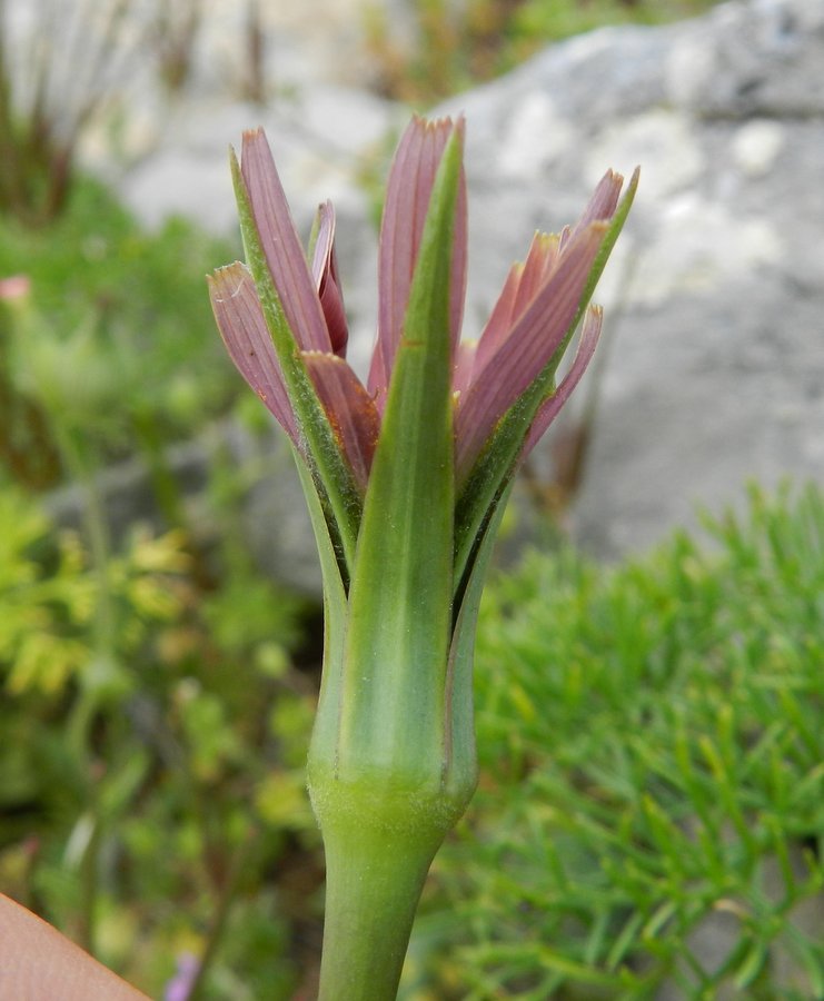 <i>Tragopogon crocifolius</i> L. subsp. <i>nebrodensis</i> (Guss.) Raimondo