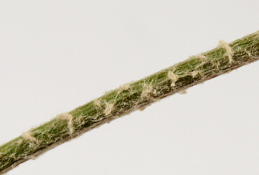 <i>Tyrimnus leucographus</i> (L.) Cass.
