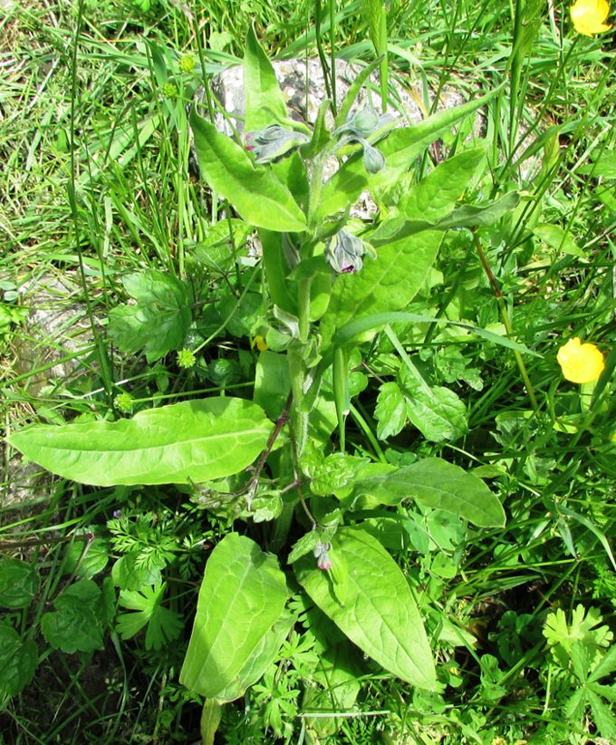<i>Cynoglossum montanum</i> L.