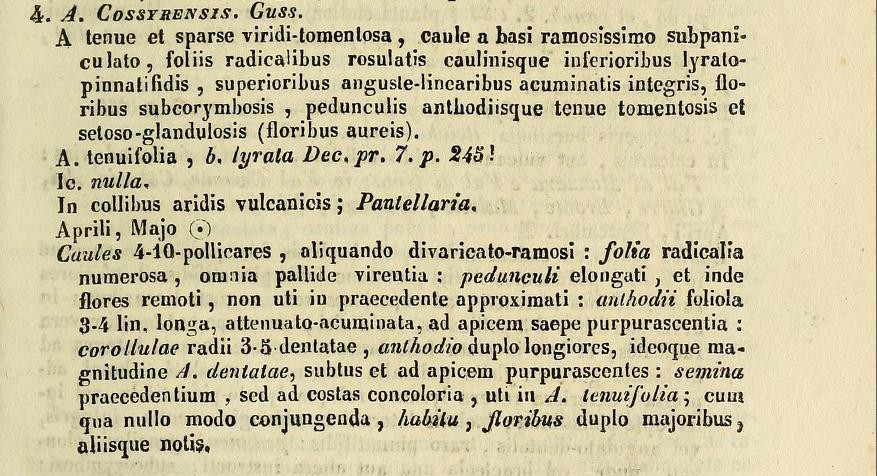Protologo di Andryala cossyrensis Guss. in Florae Siculae Synopsis 2: 407 (1844)