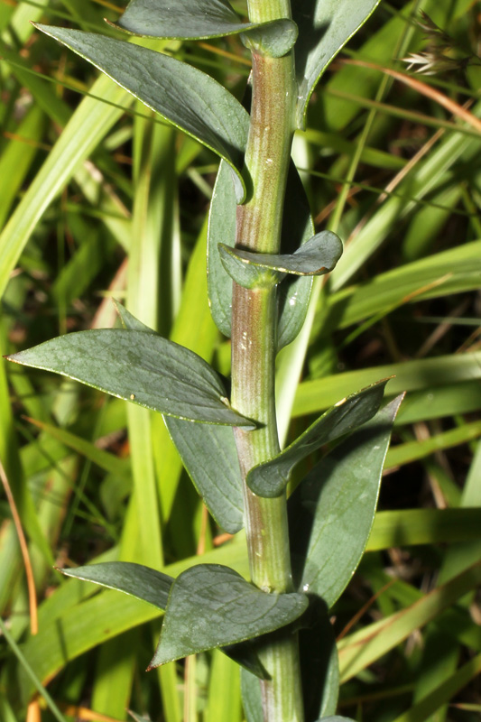 <i>Linaria genistifolia</i> (L.) Mill.