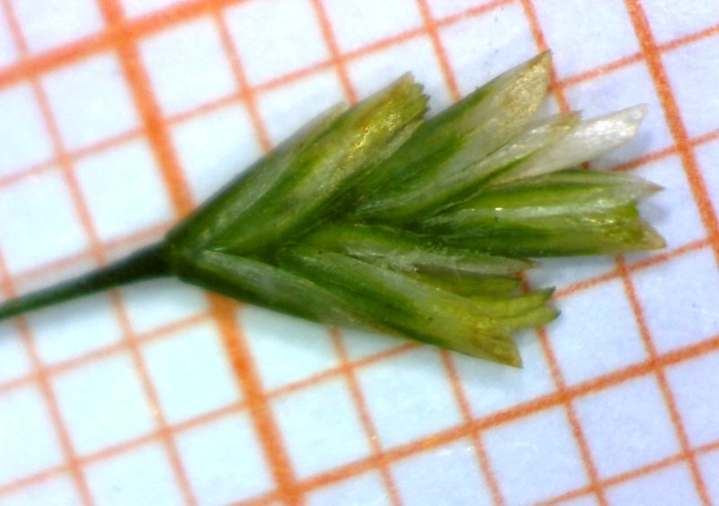 <i>Puccinellia fasciculata</i> (Torr.) E.P.Bicknell subsp. <i>fasciculata</i>