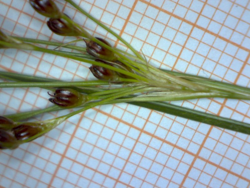 <i>Juncus gerardi</i> Loisel. subsp. <i>gerardi</i>