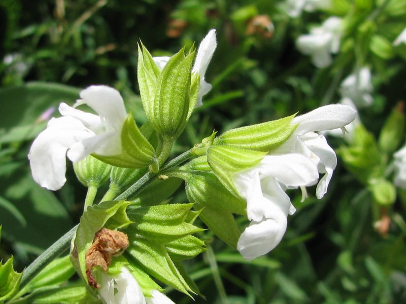 <i>Salvia officinalis</i> L.