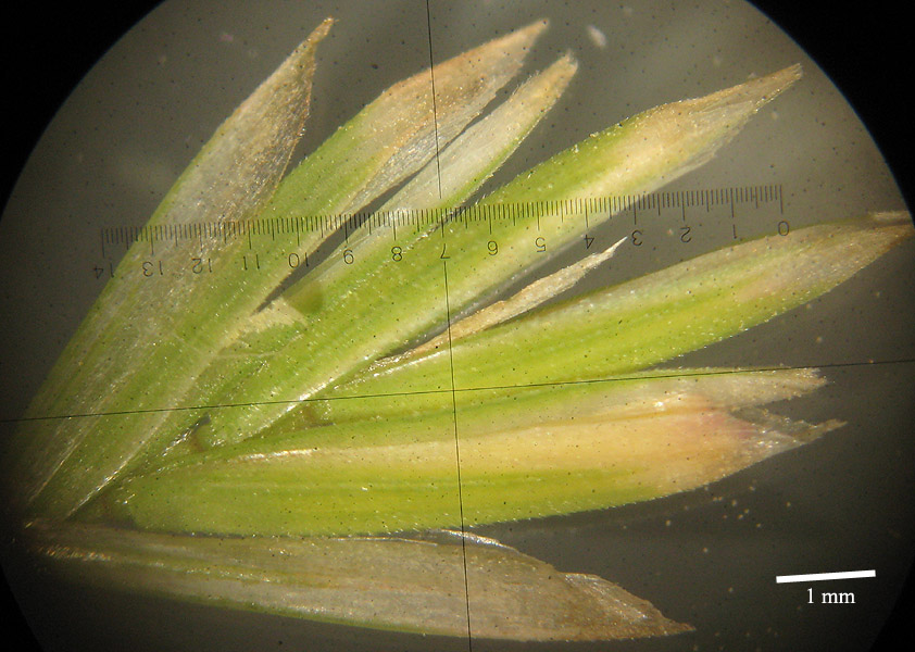 <i>Leucopoa calabrica</i> (Huter, Porta & Rigo) H.Scholz & Foggi