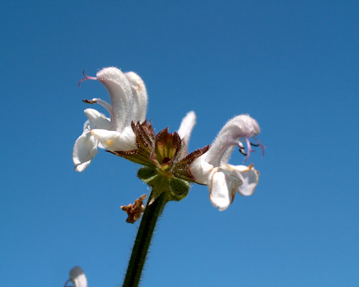 <i>Salvia virgata</i> Jacq.