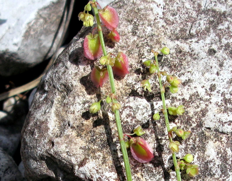 <i>Rumex scutatus</i> L. subsp. <i>scutatus</i>