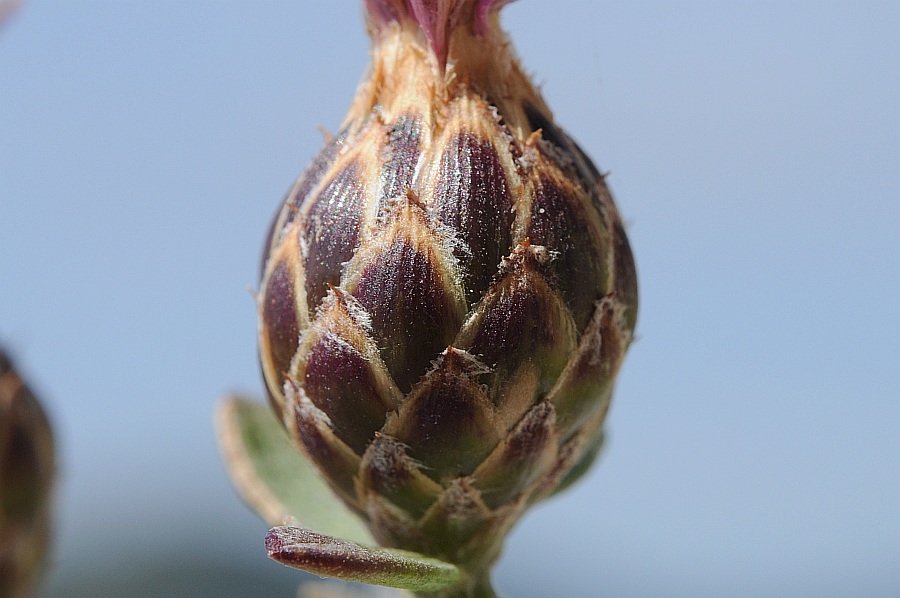 <i>Centaurea aplolepa</i> Moretti subsp. <i>aplolepa</i>