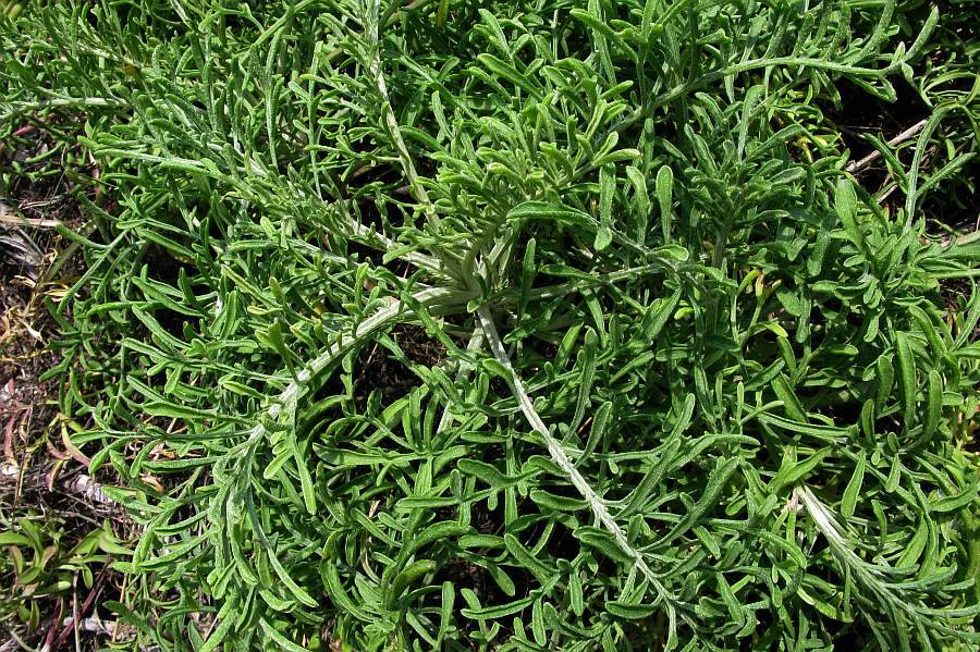 <i>Centaurea aplolepa</i> Moretti subsp. <i>aplolepa</i>