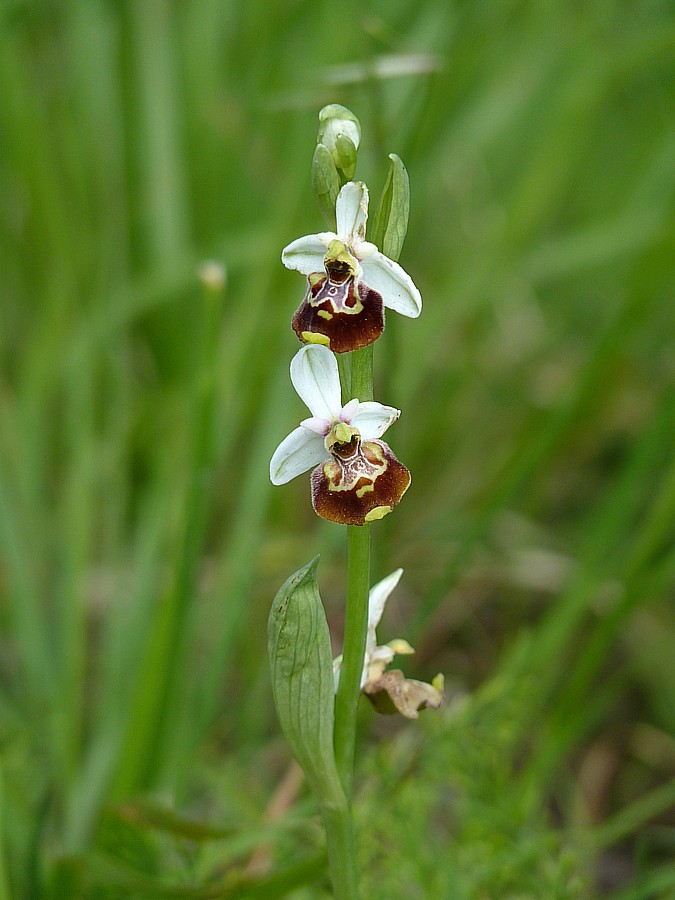 <i>Ophrys appennina</i> Romolini & Soca