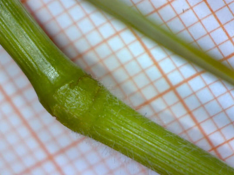 <i>Bromopsis stenophylla</i> (Link) Lazzeri
