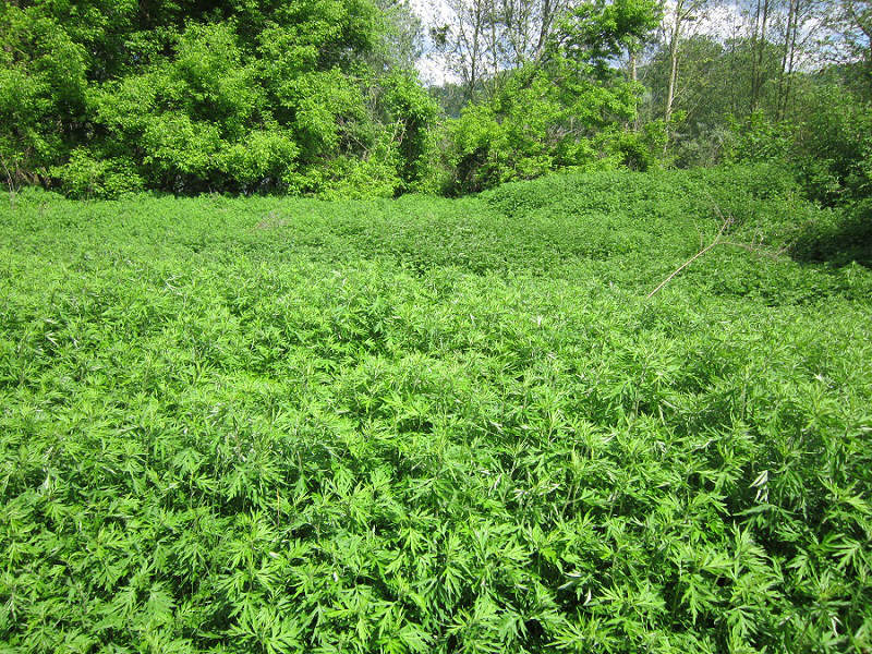 <i>Artemisia verlotiorum</i> Lamotte