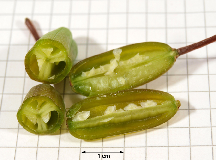 <i>Aloë maculata</i> All. subsp. <i>maculata</i>