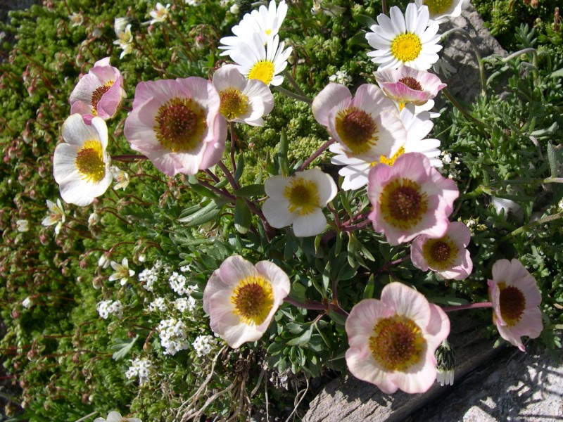 <i>Ranunculus glacialis</i> L.