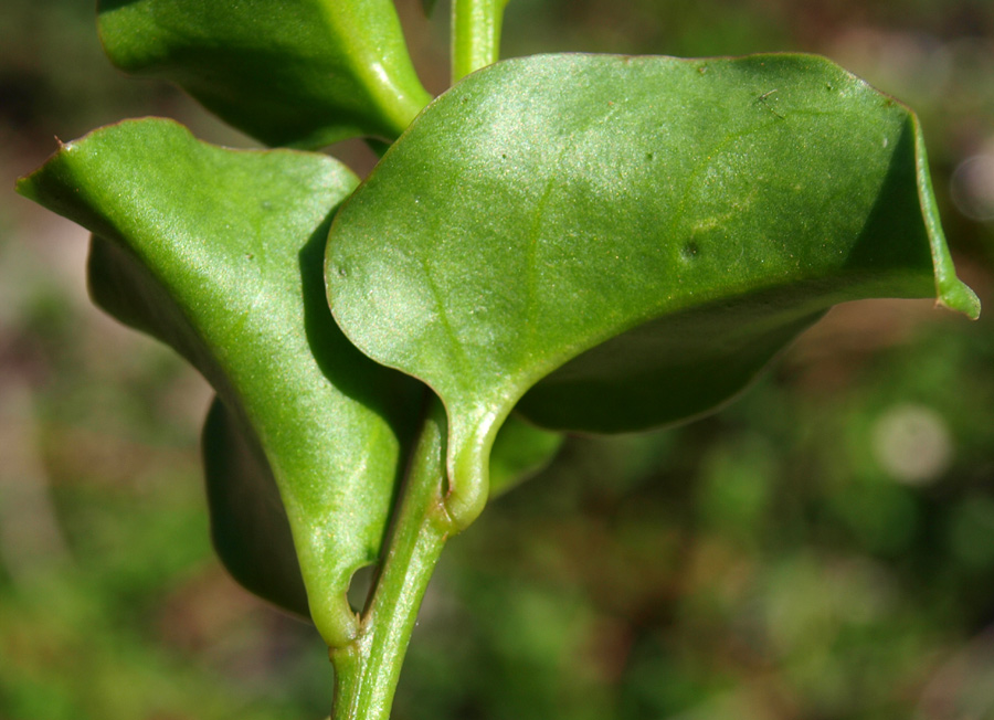 <i>Anredera cordifolia</i> (Ten.) Steenis