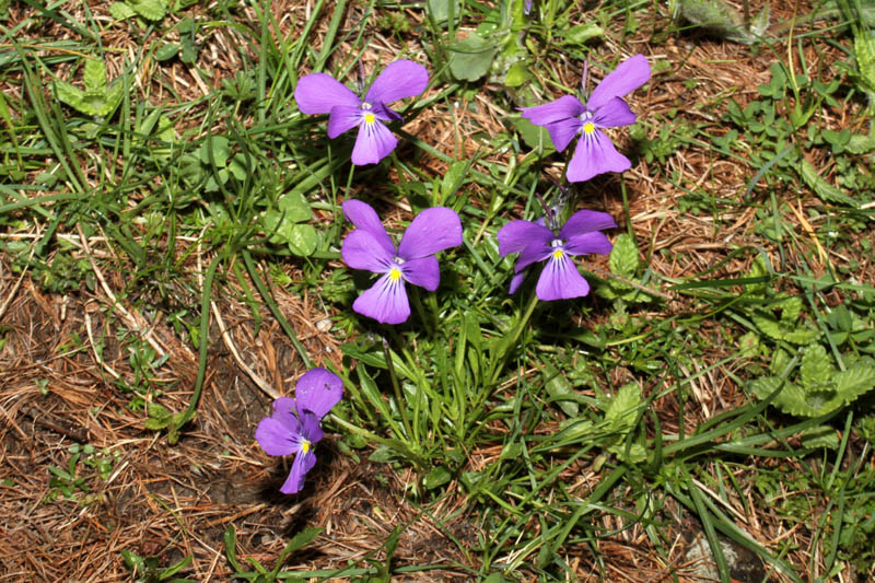 <i>Viola calcarata</i> L. subsp. <i>cavillieri</i> (W.Becker) Negodi