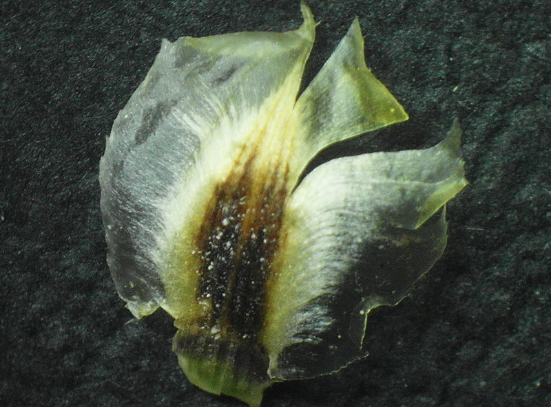 <i>Centaurea deusta</i> Ten.