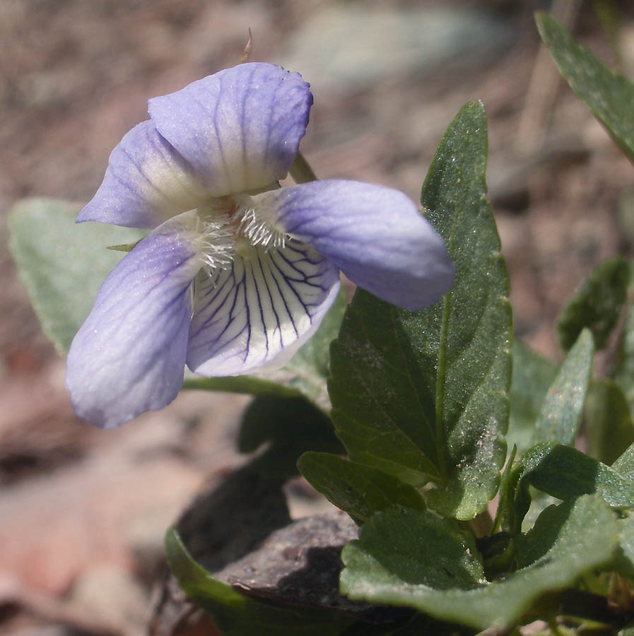 <i>Viola rupestris</i> F.W.Schmidt subsp. <i>rupestris</i>