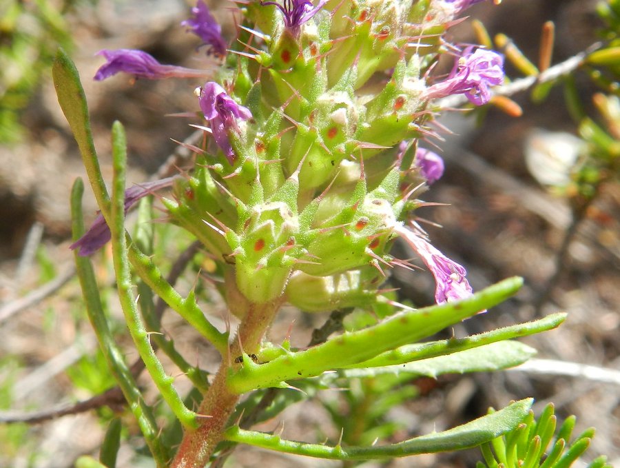 <i>Coris monspeliensis</i> L. subsp. <i>annua</i> (Halàcsy & Bald.) Arrigoni