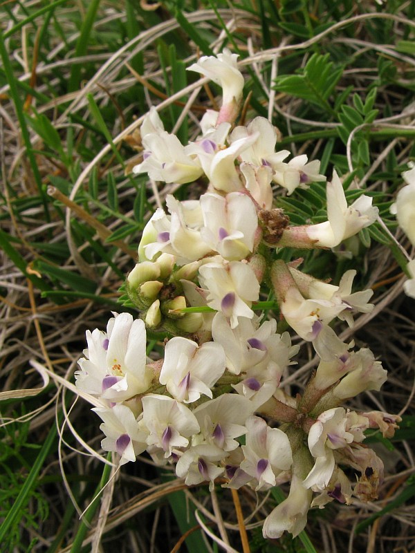 <i>Astragalus australis</i> (L.) Lam.